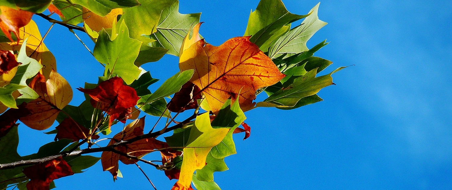 autumn-gd6815501b_1920 Herbstbild